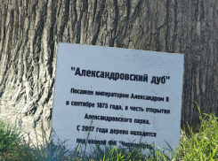 Украинские русофобы вышли на войну с деревом Александра II