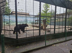 Настоящее чудо: в закрытые сооружения Одесского зоопарка не попало ни капли воды во время потопа