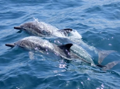 В Одессе зафиксировали гибель дельфинов из-за боевых действий в Черном море