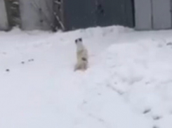 В Одесской области военный прострелил собаке позвоночник