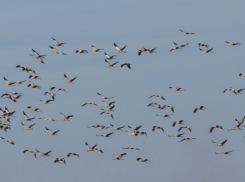 Из Африки в Одесскую область прилетели краснокнижные журавли