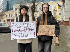 В Одессе проверяют котокафе после гибели двух котят