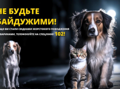 Житель Одесского района выстрелил в чужую собаку и увез раненое животное на окраину села