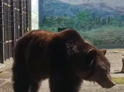 В Одесском зоопарке проснулась медведица Поляна