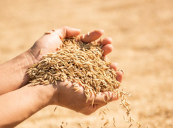 Из Одессы нелегально экспортировали зерно