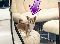 С лимузином и диджеями: в Одессе для собаки провели роскошный день рождения