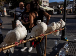 В Одессе на Дерибасовской провели рейд по владельцам развлекающих животных