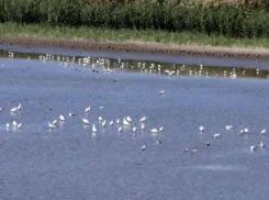 Под Одессой пруд стал убежищем для сотен диких птиц