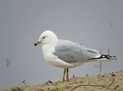 В Одесском зоопарке открыли пункт помощи птицам после загрязнения моря