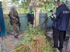 Одессит получит семь лет тюрьмы за коноплю на собственном огороде