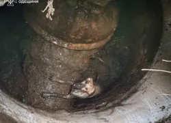 В Одессе спасатели вытащили собаку из ямы и сняли кота с дерева
