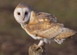 В Одесской области спасли редкую сову
