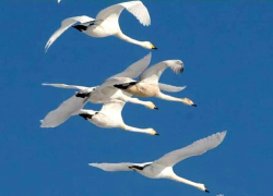 Первые лебеди-кликуны прибыли на зимовку в Одессу