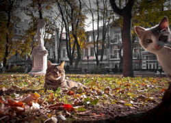 Новости Одессы: суд над убийцей Ганула, удар по порту и оторванная нога