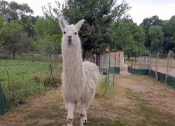 В Одесской области открылся дендропарк с дикими животными и экзотикой