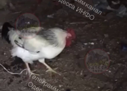 В Одесской области подростки заживо сожгли петуха и выбросили собаку с обрыва
