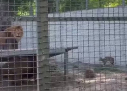 «Есть кровь»: в Одесском зоопарке усыпили львов