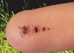 В Одесской области появились первые случаи укусов клещей