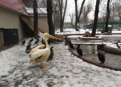 Одесский зоопарк попал под арест в деле о возможной растрате бюджетных средств