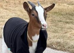 Самойлова и Джиган угробили козу Мими еще в апреле и скрывали это