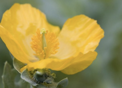 В Одесской области СВО разбудила редкий краснокнижный цветок