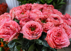 В Одессе стартовал цветочный бум с разбросом цен в 30 раз