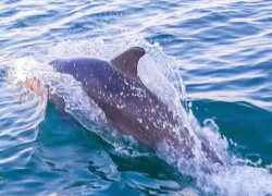 У берегов Одесчины массово гибнут дельфины