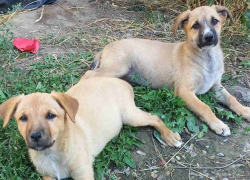 На кладбище в Одесской области застрелили собаку