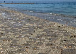 Тысячи мертвых медуз выбросило на одесский пляж