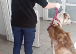 В Одесской области священник полтора года морил голодом своего алабая