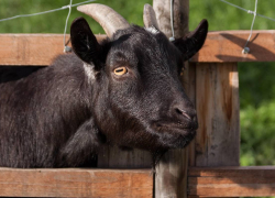 В Одесской области коза чуть не задушила цепью 11-летнюю девочку во время дойки