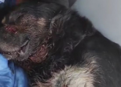 В Одессе начали лечение пса, которого ранили в голову