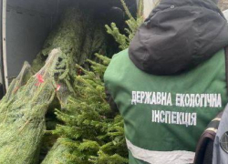 В Одессе штрафы за незаконную вырубку ёлок доходят до 100 тысяч гривен