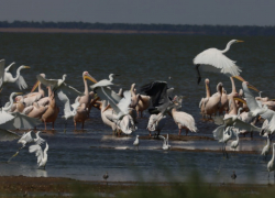 На выкопанном жителями Одесской области проливе уже появились птицы