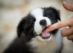 В Одесской области за неделю почти 100 человек пострадали от укусов животных
