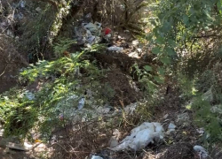 В Одесской области в воде, которой снабжают село, нашли трупы животных