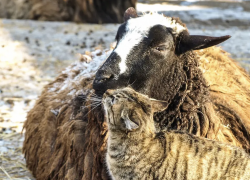 В Одесском зоопарке выбирают самую романтичную пару 2026 года