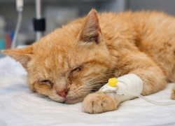 В Одессе началась эпидемия кошачьей чумки