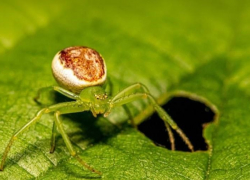 Одессе угрожает нашествие ядовитых пауков