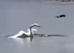 Лебедь сбил дрон ВСУ в Одесской области