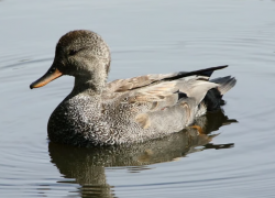 В Одесской области заметили птенцов редкой утки