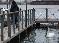 Лебеди и сотни уток заполонили паромную переправу в Черноморске