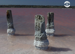 Чудо природы: лиман в Одесской области окрасился в розовый цвет