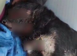 В Одессе замяли дело об убийстве Паштета