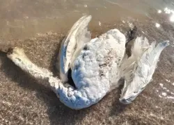 В Одесской области мертвых лебедей выбросило на берег моря