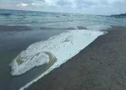 В Одесской области из-за выбросов масла погибли более пяти тысяч птиц