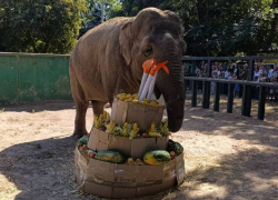 В Одесском зоопарке отметили день рождения самой взрослой слонихи Венди