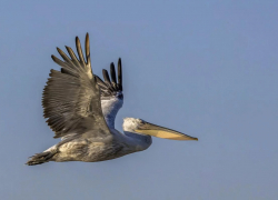 В Одесскую область прилетели редкие птицы с гривами