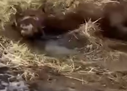 Полиция расследует судьбу замученной лошади под Одессой