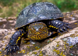  В Одесской области нашли ровесницу динозавров